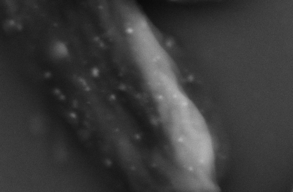 Biosynthesis process